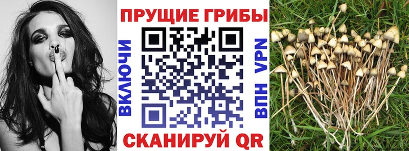 hydra ссылка Неман Псилоцибиновые грибы прущие грибы